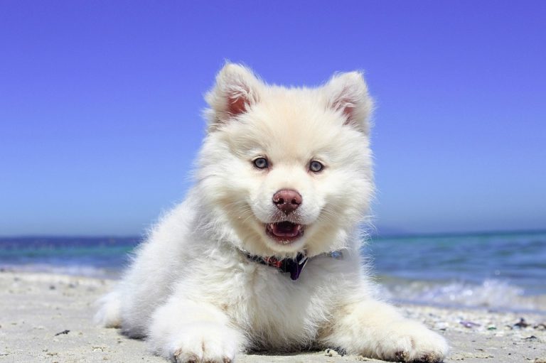 How Much Does Dog Cremation Cost? Memorial Cremations